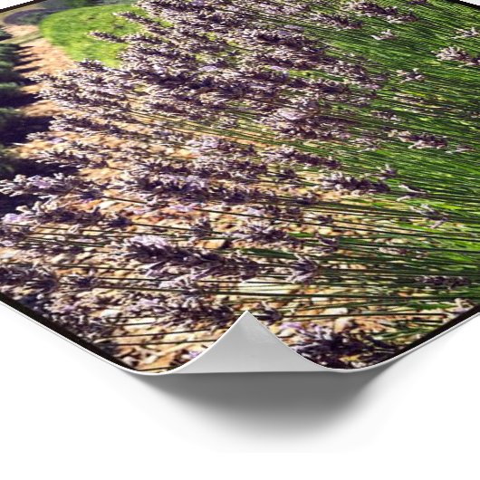 Boerderij lavender poster (Hoek)