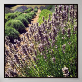 Boerderij lavender poster (Voorkant)