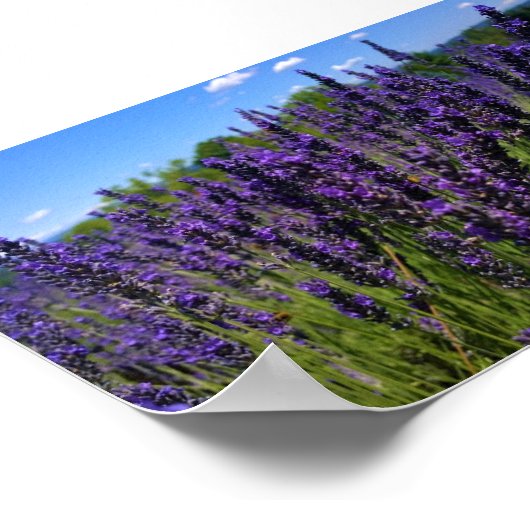 Boerderij lavender poster (Hoek)