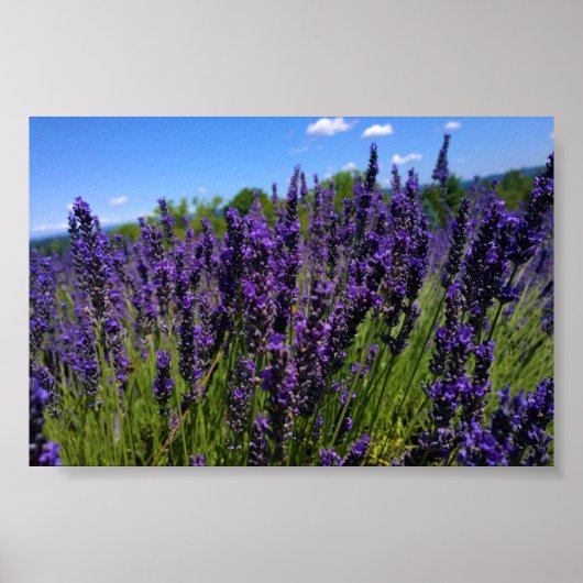 Boerderij lavender poster (Voorkant)
