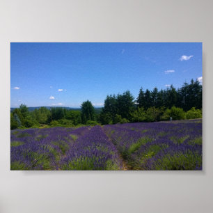 Boerderij lavender poster