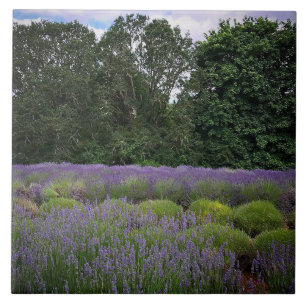 Boerderij lavender tegeltje