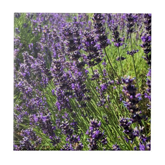 Boerderij lavender tegeltje (Voorkant)