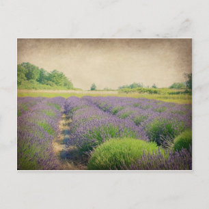 Boerderij lavender - Verstoord Briefkaart