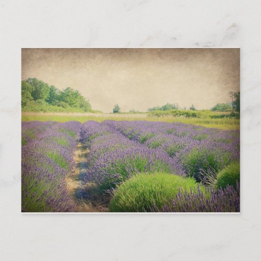 Boerderij lavender - Verstoord Briefkaart (Voorkant)