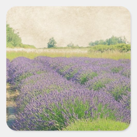 Boerderij lavender - Verstoord Vierkante Sticker (Voorkant)