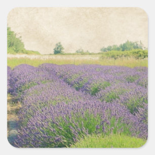 Boerderij lavender - Verstoord Vierkante Sticker