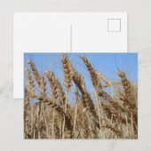 Boerderij Life USA Wheat Briefkaart (Voorkant / Achterkant)