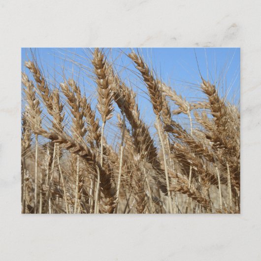 Boerderij Life USA Wheat Briefkaart (Voorkant)