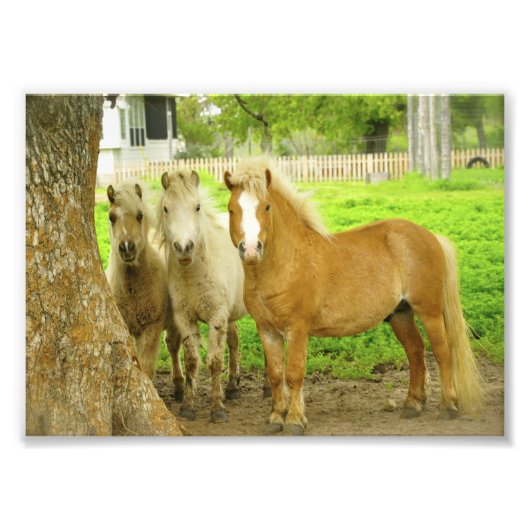 Boerderij met drie ponies Ponies Horse-foto's Foto Afdruk (Voorkant)