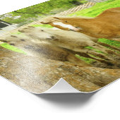 Boerderij met drie ponies Ponies Horse-foto's Foto Afdruk (Hoek)