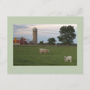 Boerderij met Koe met Kalf Ansichtkaart Briefkaart