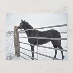 Boerderij paard briefkaart