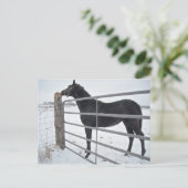 Boerderij paard briefkaart (Staand voorkant)