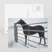 Boerderij paard briefkaart (Voorkant / Achterkant)