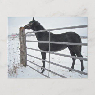 Boerderij paard briefkaart
