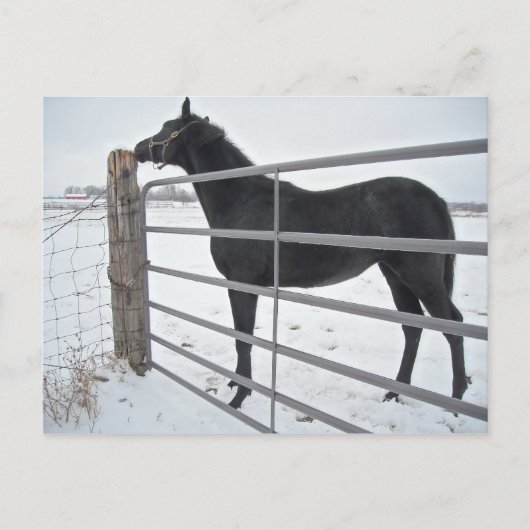 Boerderij paard briefkaart (Voorkant)