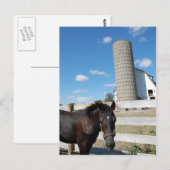 Boerderij paard briefkaart (Voorkant / Achterkant)