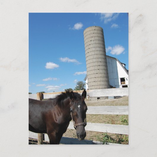 Boerderij paard briefkaart (Voorkant)