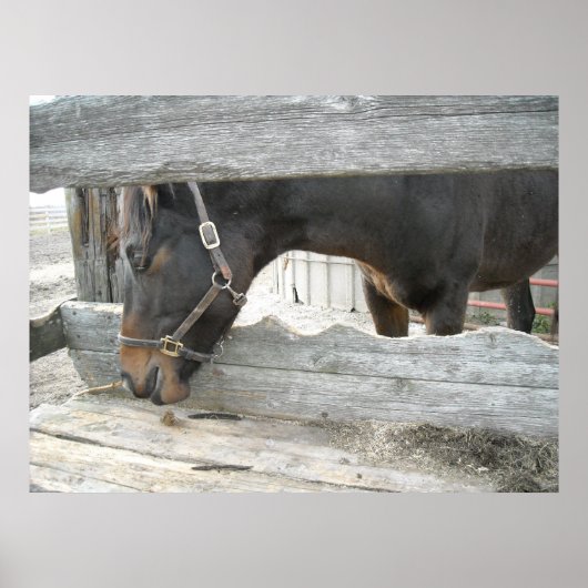 Boerderij PaardenHumor Poster (Voorkant)