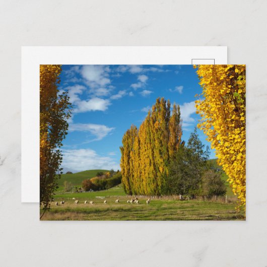 Boerderij Pasture met schaap Briefkaart (Voorkant / Achterkant)