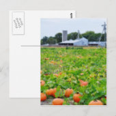Boerderij pompoen briefkaart (Voorkant / Achterkant)