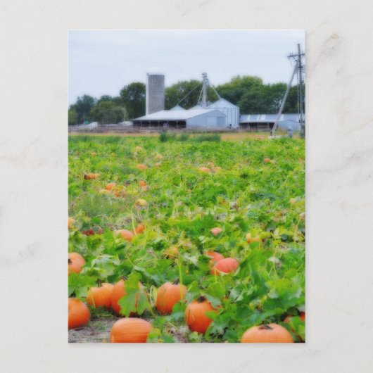 Boerderij pompoen briefkaart (Voorkant)