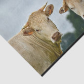 Boerderij Tan Koeien Foto Tissuepapier (Detail)