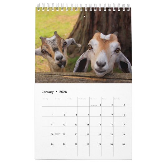 Boerderij van Barnyard Bliss Animal Kalender (Jan 2026)