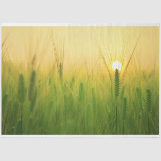 Boerderij van gerstveld - lossnijdpapier tissuepapier (Voorkant)