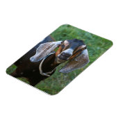 Boerderij van het rustige vrouw van geiten magneet (Linkerzijde)