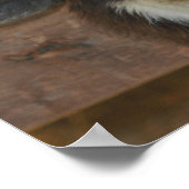 Boerderij van zwarte en witte Llama Poster (Hoek)