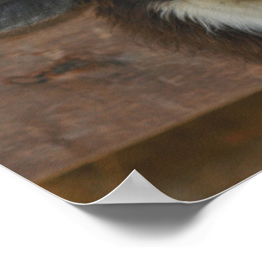 Boerderij van zwarte en witte Llama Poster (Hoek)