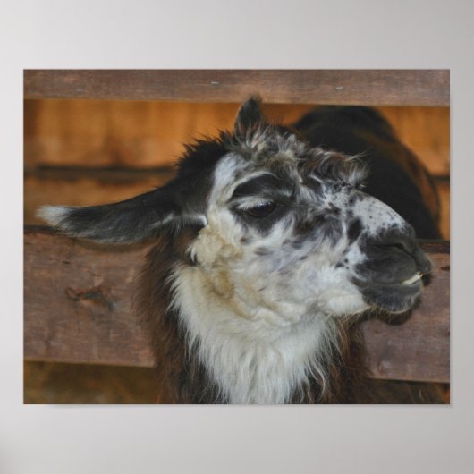 Boerderij van zwarte en witte Llama Poster (Voorkant)