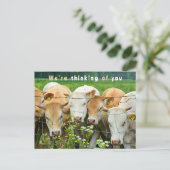 Boerderij Vee Land Bloemen Beterschap Briefkaart (Staand voorkant)