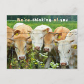 Boerderij Vee Land Bloemen Beterschap Ranch Briefkaart (Voorkant)