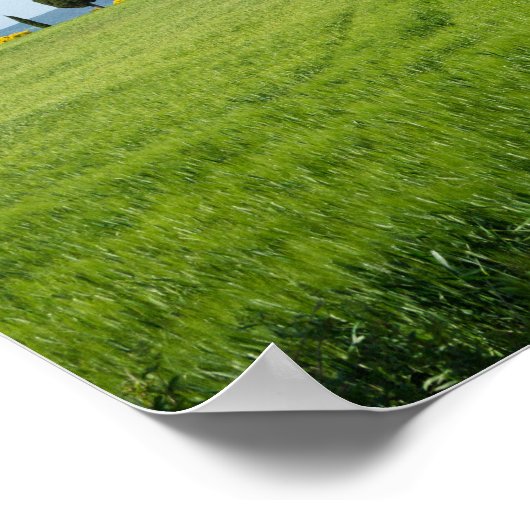 Boerderij villa met cypersbomen in Toscane Poster (Hoek)