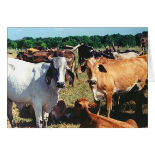 Boerderij Wenskaart koeien