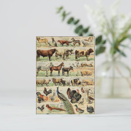  boerderijdieren briefkaart (Staand voorkant)