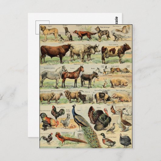 boerderijdieren briefkaart (Voorkant / Achterkant)