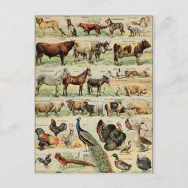boerderijdieren briefkaart