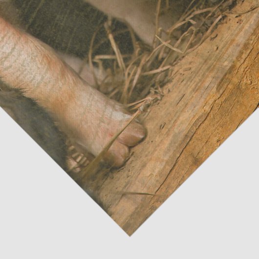 Boerderijen biggen tissuepapier (Detail)