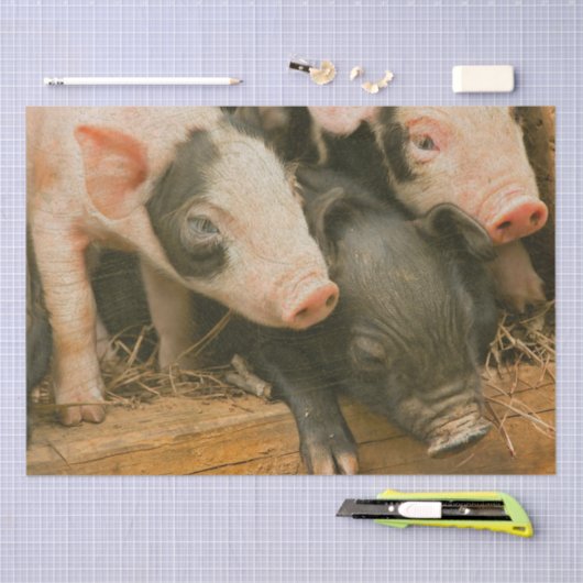 Boerderijen biggen tissuepapier (Craft)