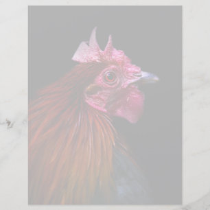 Boerderijen   Rooster Head Shot