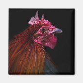 Boerderijen | Rooster Head Shot Magneet (Voorkant)