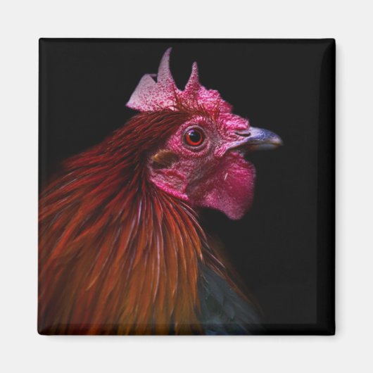 Boerderijen | Rooster Head Shot Magneet (Voorkant)