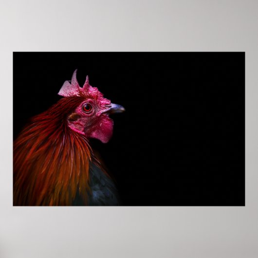 Boerderijen | Rooster Head Shot Poster (Voorkant)