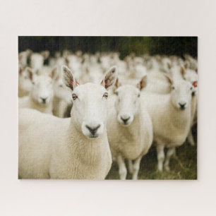 Boerderijen   Schapenbeslag Legpuzzel
