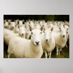 Boerderijen   Schapenbeslag Poster