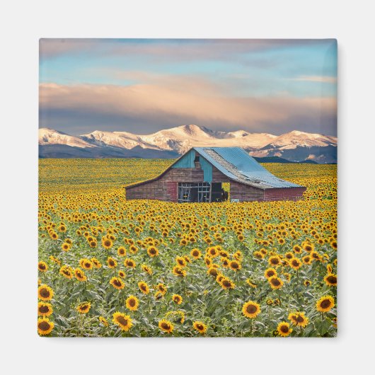 Boerderijen | Zonnebloem Magnet (Voorkant)